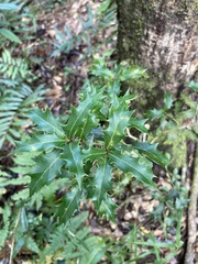 Osmanthus heterophyllus