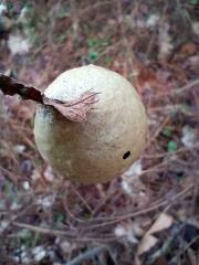 Amphibolips