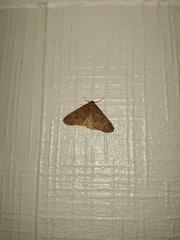 Erannis defoliaria