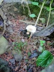 Lentinus flexipes