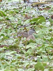 Nettapus coromandelianus
