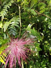Calliandra surinamensis