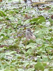 Nettapus coromandelianus