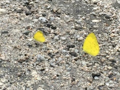 Eurema ada iona