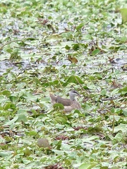 Nettapus coromandelianus