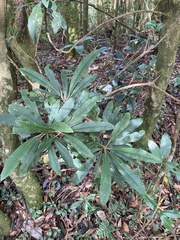 Rhododendron formosanum