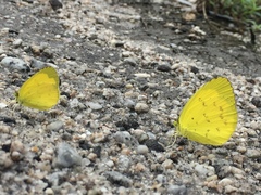 Eurema ada iona
