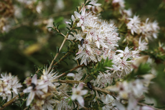 Calytrix tetragona