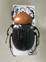 Corynotrichius bicolor