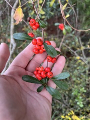 Pyracantha koidzumii
