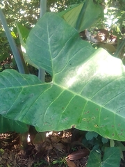 Xanthosoma sagittifolium