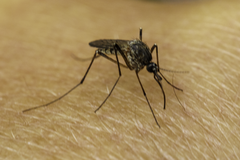 Culicinae
