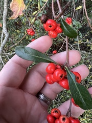 Pyracantha koidzumii
