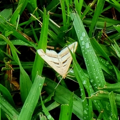 Chiasmia subcurvaria