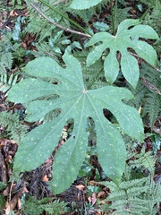 Fatsia polycarpa
