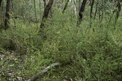 Spyridium parvifolium