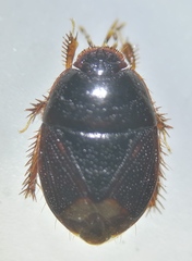 Microporus nigrita