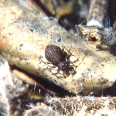 Dicyrtomidae