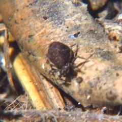 Dicyrtomidae