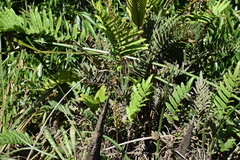 Blechnum chilense