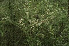 Spyridium parvifolium