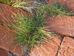 Fimbristylis polytrichoides