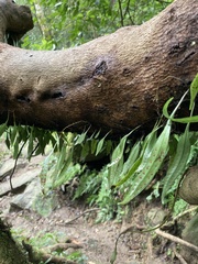 Lemmaphyllum rostratum