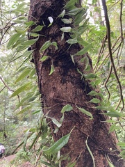 Lemmaphyllum rostratum