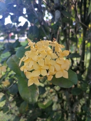 Ixora coccinea
