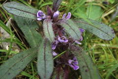 Ajuga australis