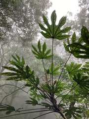 Fatsia polycarpa