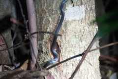 Cryptophis nigrescens