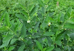 Solanum pseudocapsicum