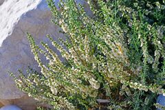 Salsola oppositifolia