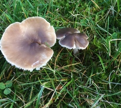 Dermoloma cuneifolium