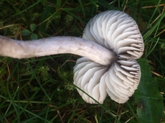 Dermoloma cuneifolium