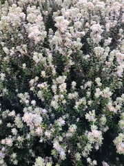 Phylica nitida