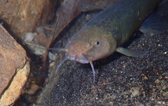 Oreonectes platycephalus