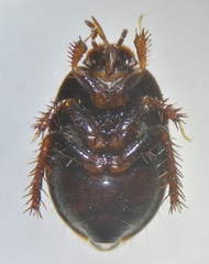 Microporus nigrita