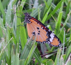 Danaus chrysippus orientis