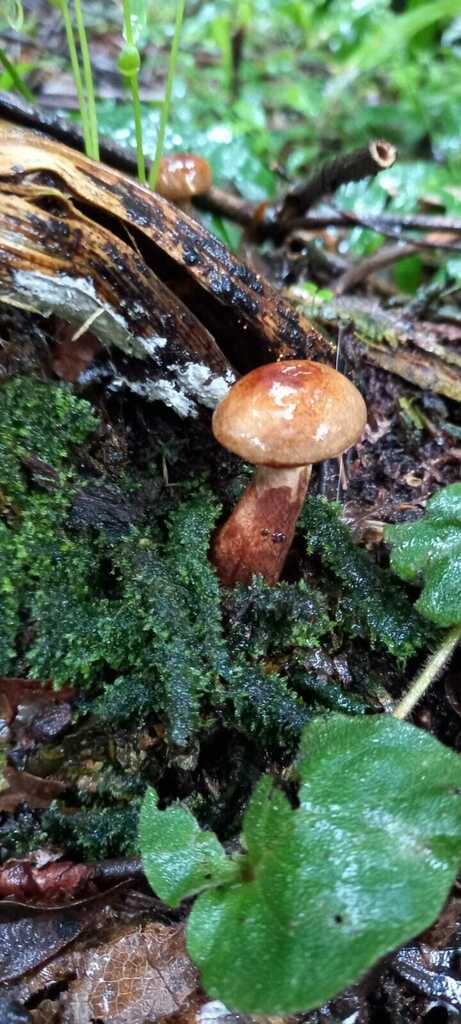 Boletinellus rompelii · November 2022 · photo: © bariza (iNaturalist, cc-by)