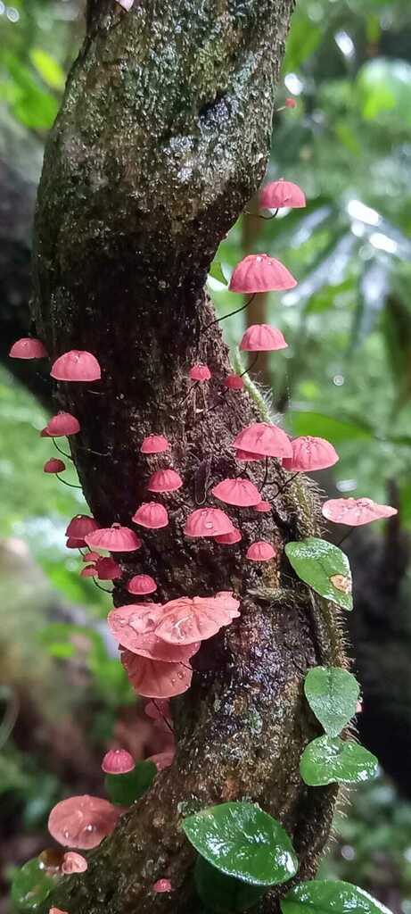 Marasmius haematocephalus · March 2022 · photo: © bariza (iNaturalist, cc-by)