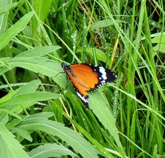 Danaus chrysippus orientis