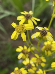 Senecio coronatus