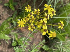 Senecio coronatus