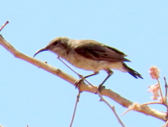 Cinnyris fuscus fuscus