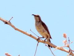 Cinnyris fuscus fuscus