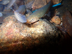 Oreonectes platycephalus