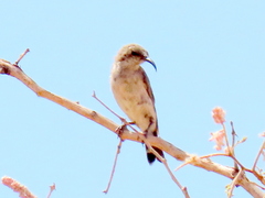 Cinnyris fuscus fuscus