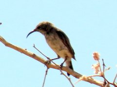 Cinnyris fuscus fuscus
